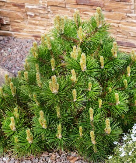 Dvergbuskfuru | Pinus mugo var. mughus