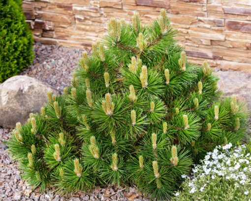 Dvergbuskfuru | Pinus mugo var. mughus
