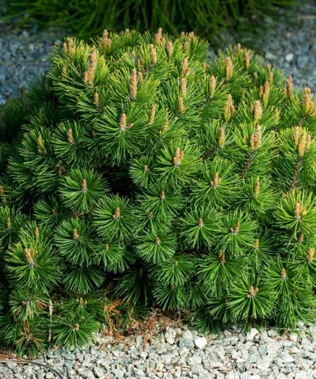 Dvergbuskfuru | Pinus mugo var. pumilio