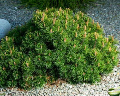 Dvergbuskfuru | Pinus mugo var. pumilio