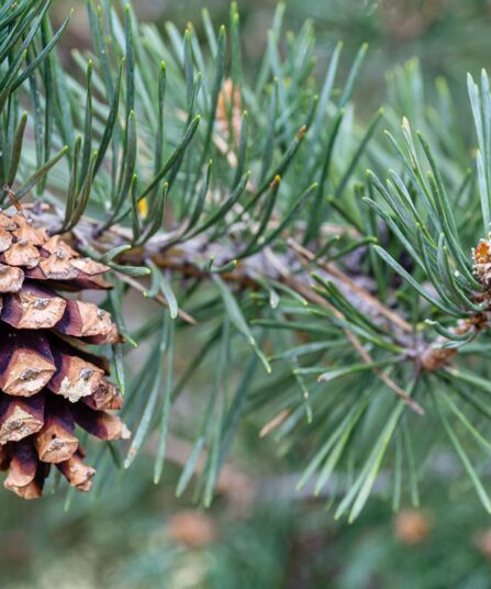 Pinus sylvestris