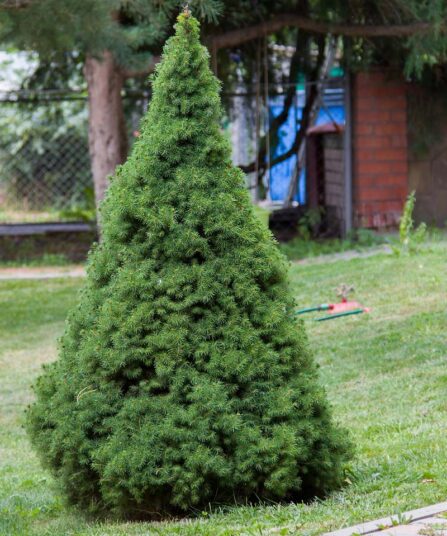 Hvitgran | Picea glauca 'Conica'