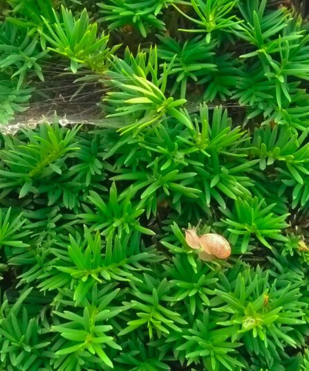 Taxus media 'Densiformis'