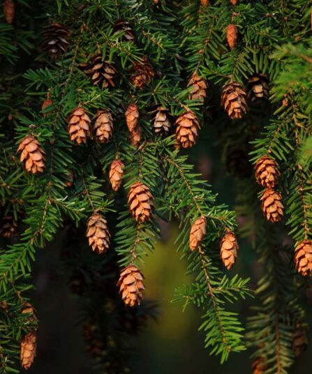 Tsuga Canadensis