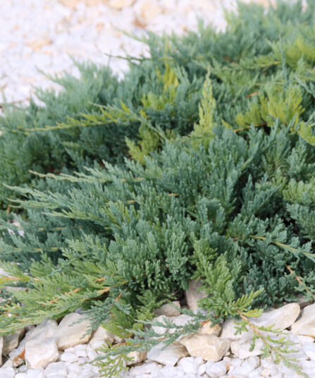 Krypeiner _ Juniperus horizontalis ‘Blue Chip’