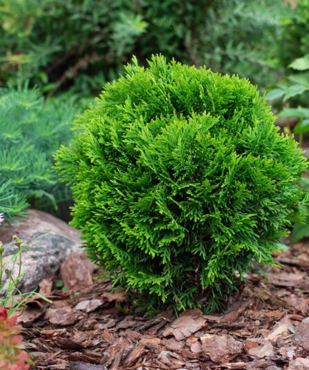 Liten kuletuja | Thuja occidentalis 'Danica'