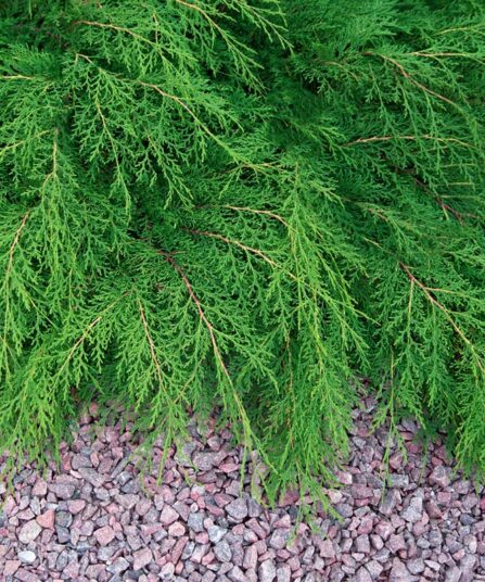 Microbiota deccussata