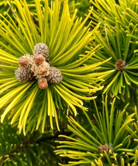Pinus 'Winter Gold'