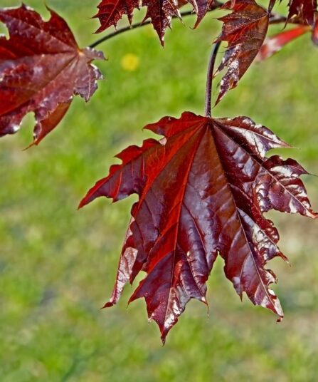 Spisslønn | Acer platanoides 'Crimson Sentry'
