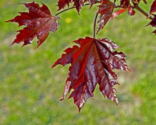 Spisslønn | Acer platanoides 'Crimson Sentry'
