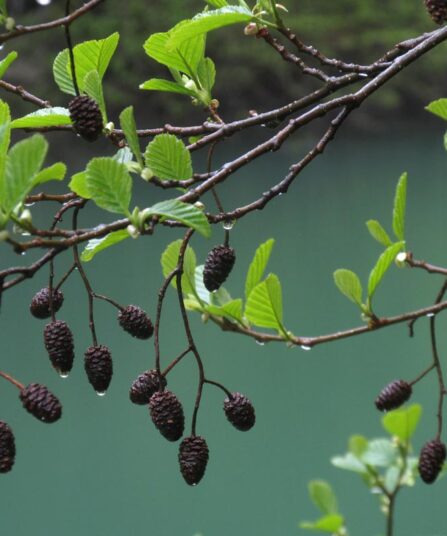 Alnus glutinosa