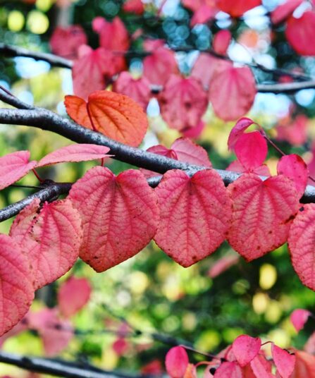 Cercidiphyllum japonicum