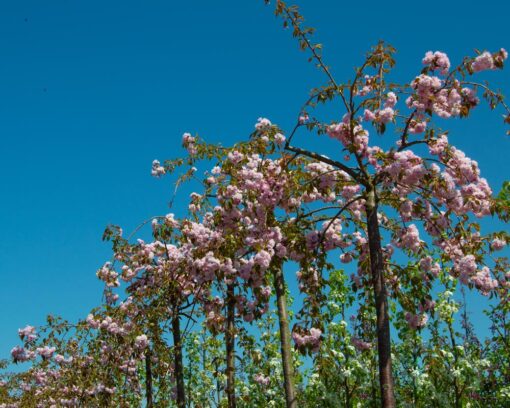 Japankirsebær | Prunus serrulata 'Kiku-shidare'