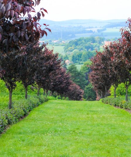 Japankirsebær | Prunus serrulata ‘Royal Burgundy’