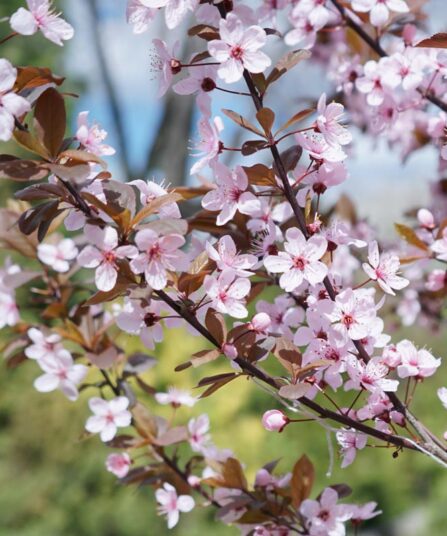 Prunus cistena