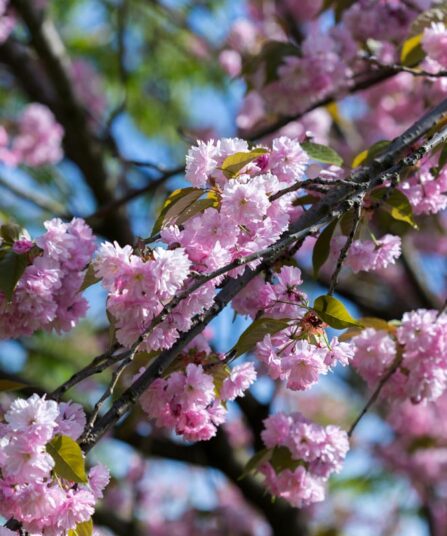 Prunus x. 'Umbraculifere'