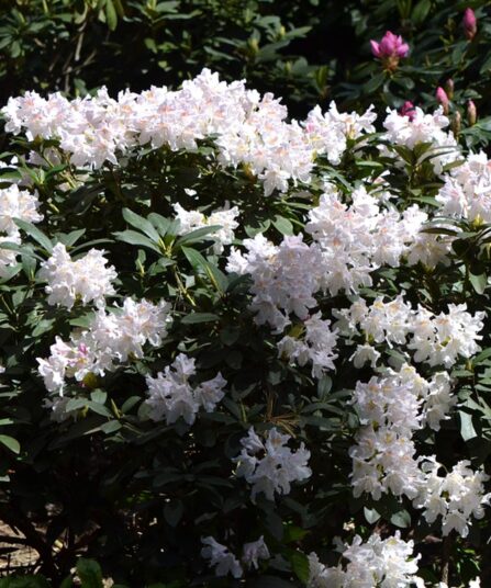 Rhododendron 'Cunningham's White'