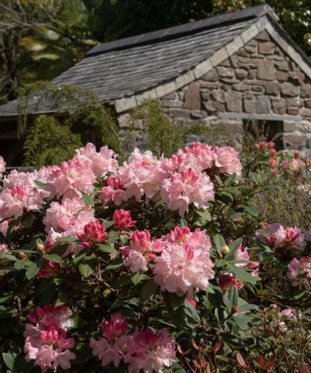 Rhododendron 'Dreamland'