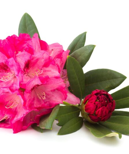 Rhododendron 'Eucharitis'