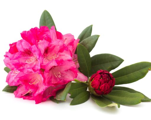 Rhododendron 'Eucharitis'