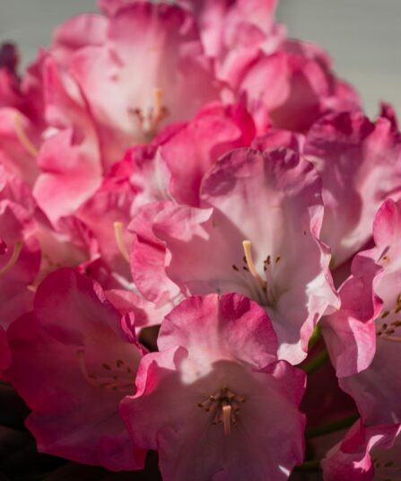 Rhododendron 'Fantastica'