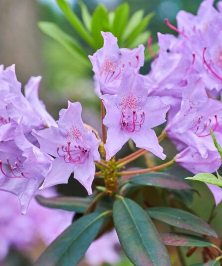 Rhododendron 'Frost Hexe'
