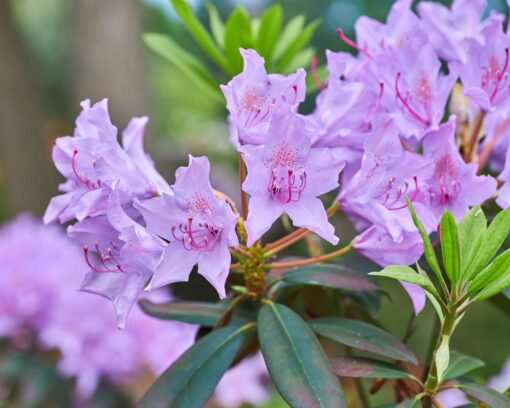 Rhododendron 'Frost Hexe'