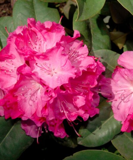 Rhododendron 'Germania'