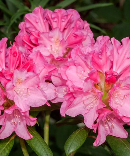 Rhododendron 'Kalinka'