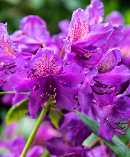 Rhododendron 'Marcel Menard'