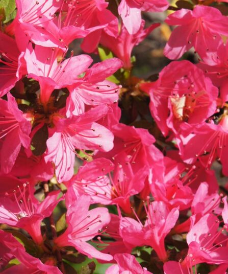 Rhododendron 'Maruschka'