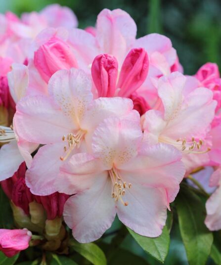 Rhododendron 'Percy Wiseman'