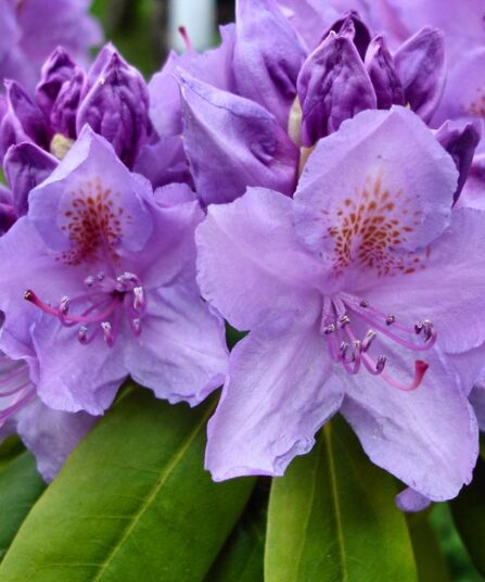 Rhododendron 'Purple Pillow'