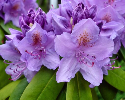 Rhododendron 'Purple Pillow'