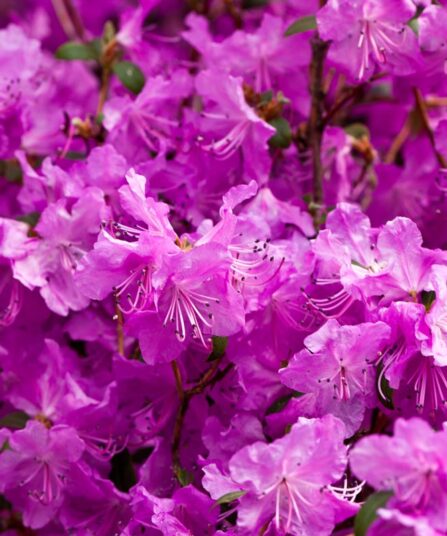 Rhododendron 'Purpurtraum'