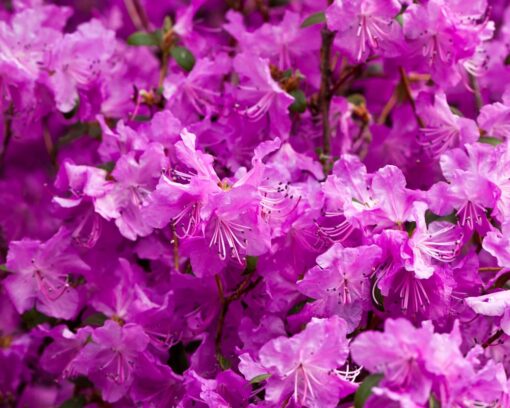Rhododendron 'Purpurtraum'