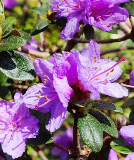 Rhododendron 'Ramapo'