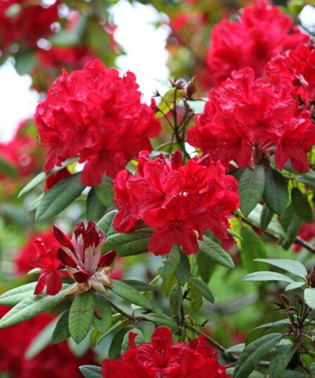 Rhododendron 'Red Carpet'