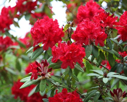 Rhododendron 'Red Carpet'