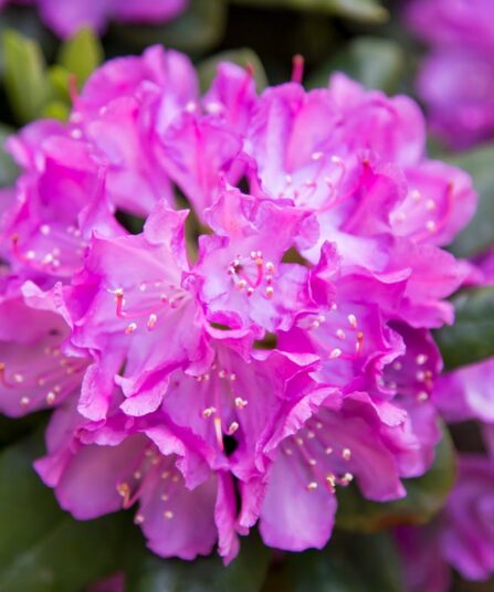 Rhododendron 'Roseum Elegans'