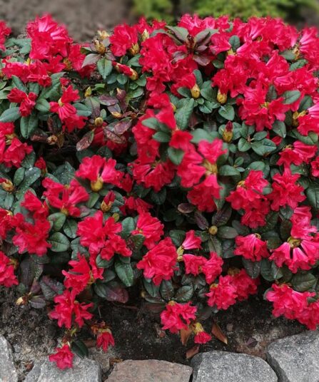 Rhododendron 'Scarlet Wonder'