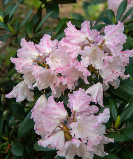 Rhododendron Silberwolke hos Lier Planteland gartneri og hagesenter