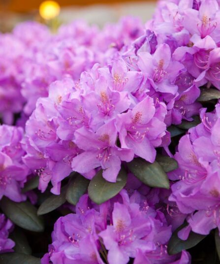Rhododendron catawbiense 'Grandiflorum'