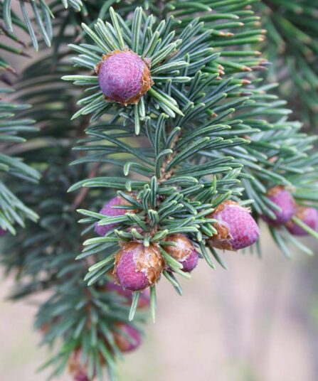 Serbergran | Picea omorika 'Nana'