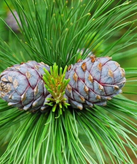 Pinus sibirica