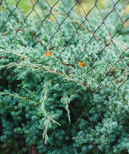 Vintergrønt - Himmalayaeiner - Juniperus squamata Blue Swede