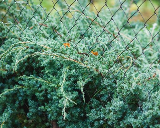 Vintergrønt - Himmalayaeiner - Juniperus squamata Blue Swede