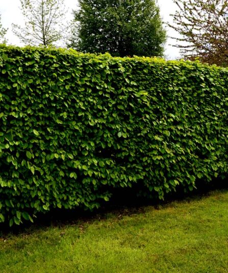 Agnbøk | Carpinus betulus