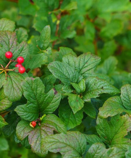 Alperips | Ribes alpinum