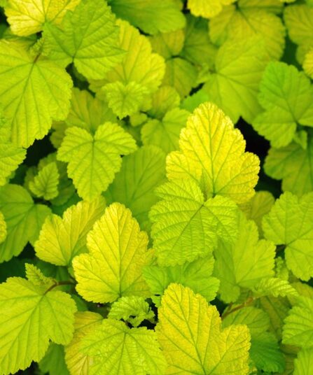 Blærespirea | Physocarpus opulifolius 'Dart's gold'